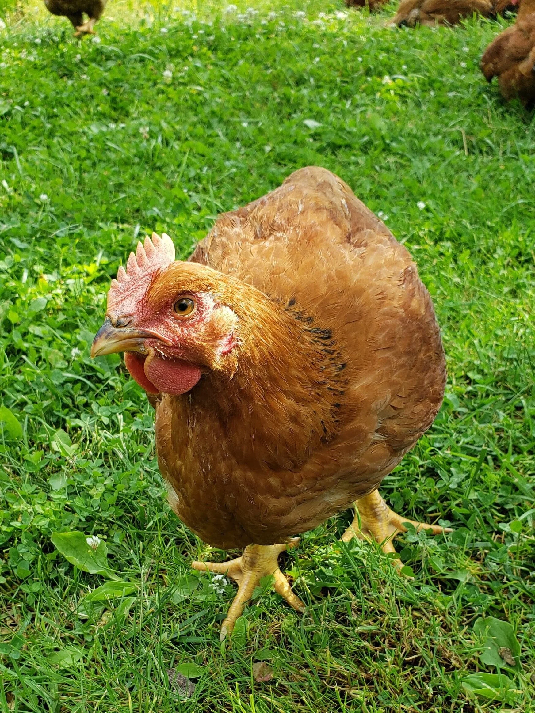 Highland View Farm
